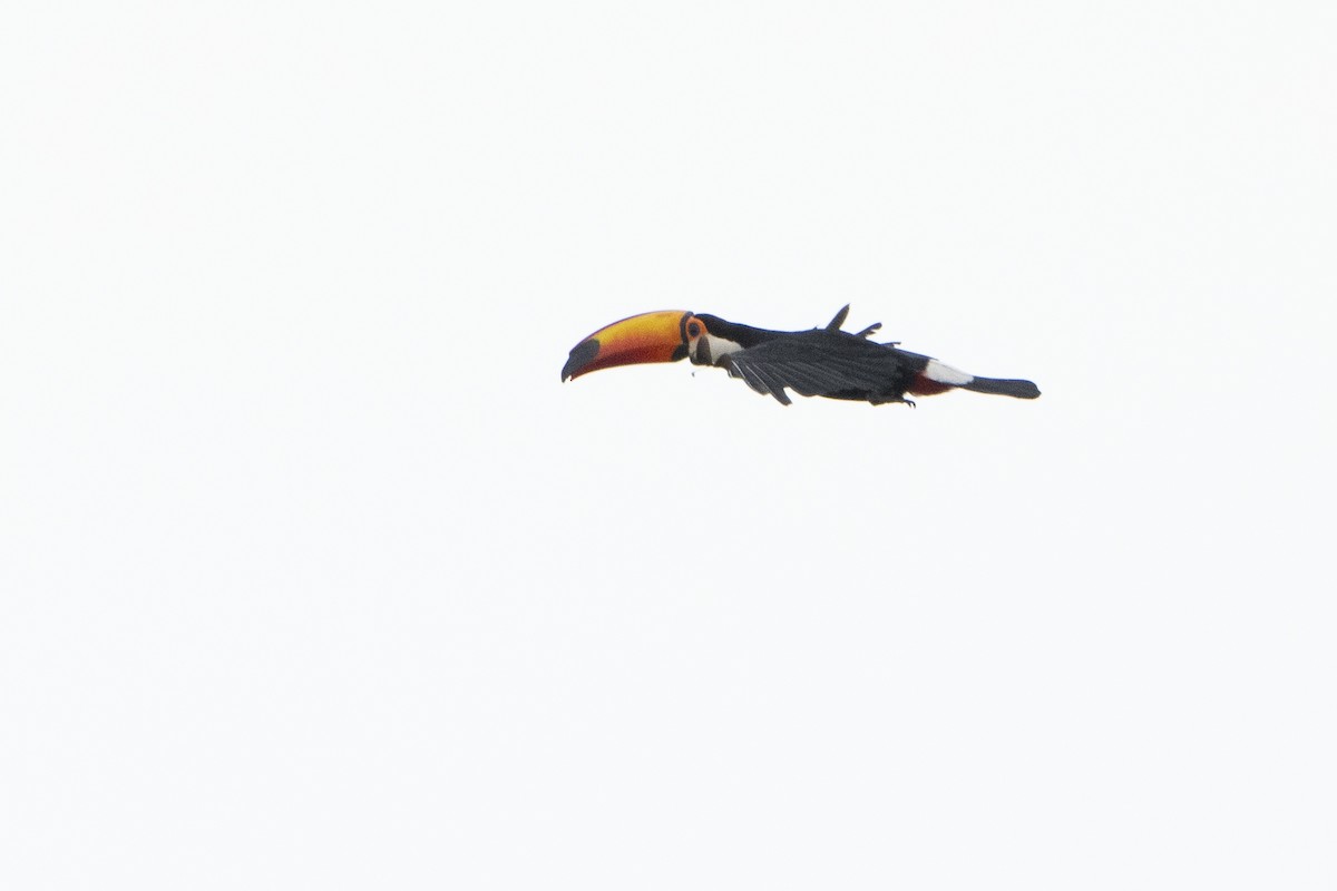 Toco Toucan - ML617825761