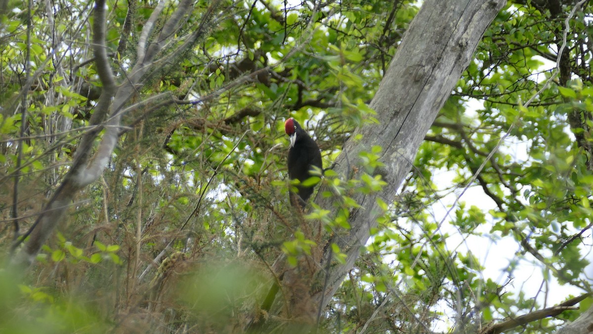 Black Woodpecker - ML617825770