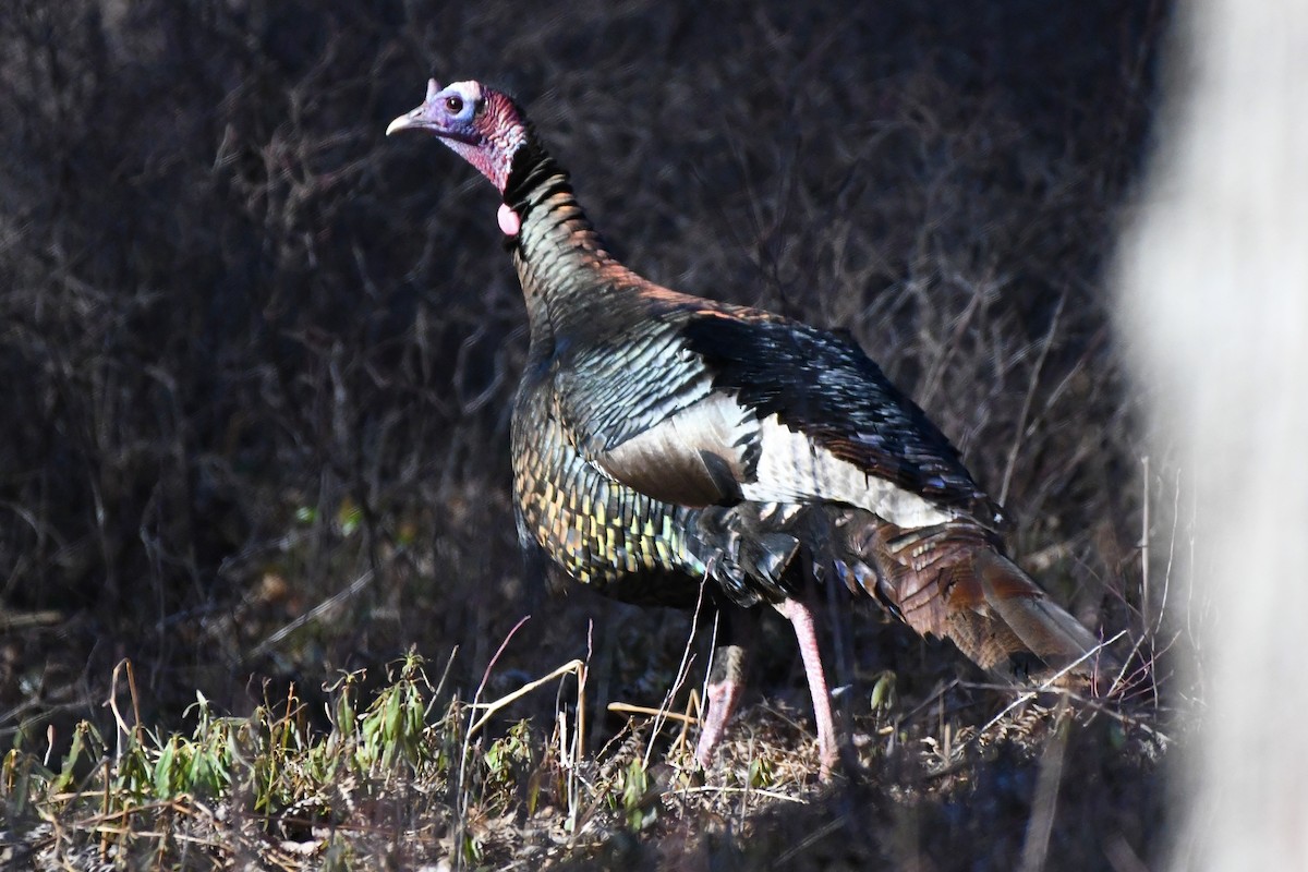 Wild Turkey - ML617825799