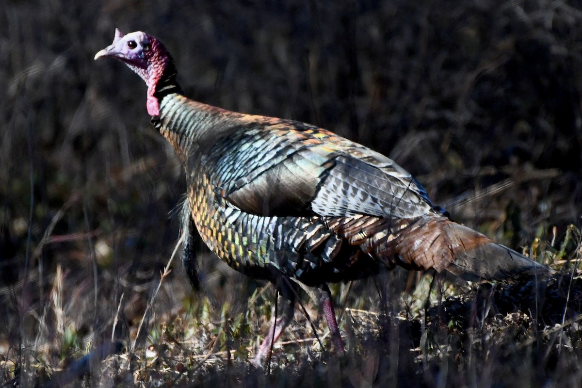 Wild Turkey - ML617825801