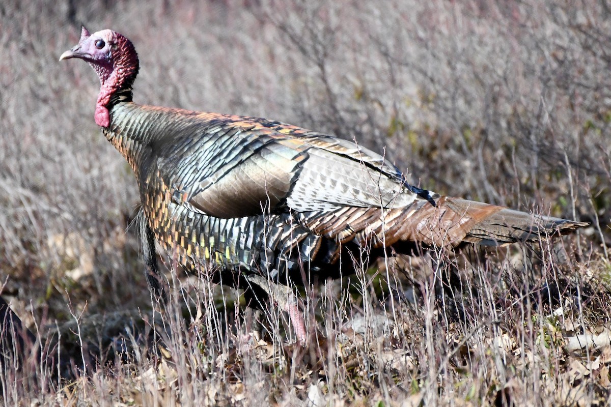 Wild Turkey - ML617825802