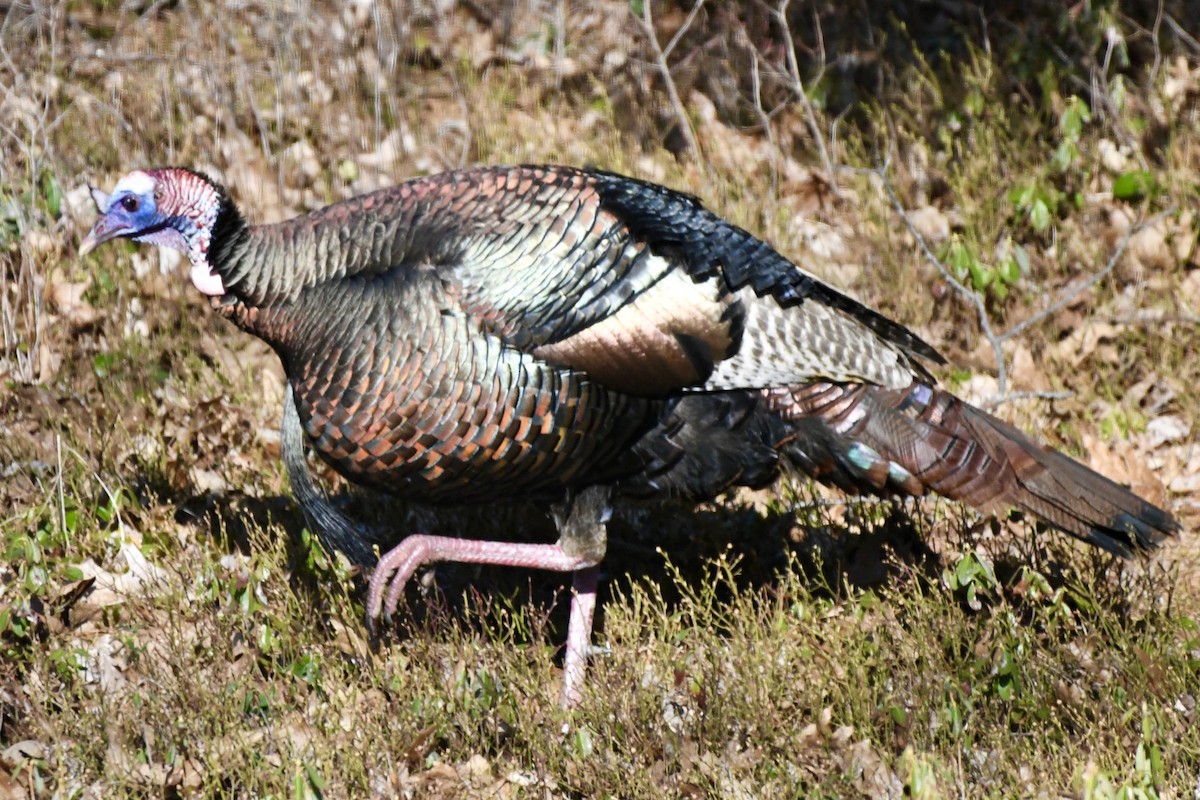 Wild Turkey - ML617825803