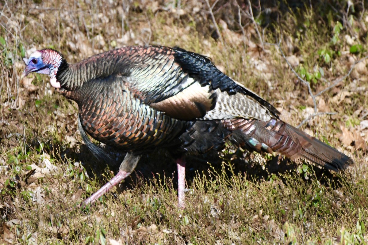 Wild Turkey - ML617825805