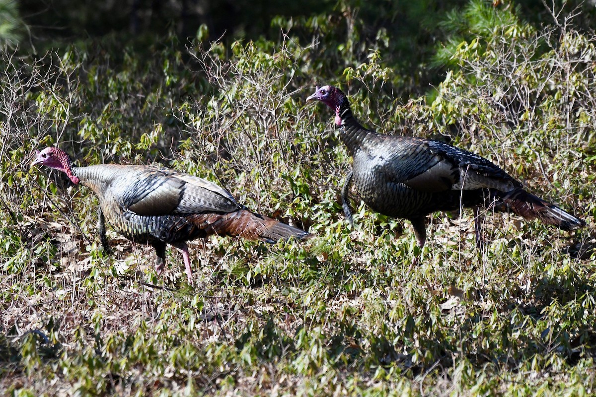 Wild Turkey - ML617825806