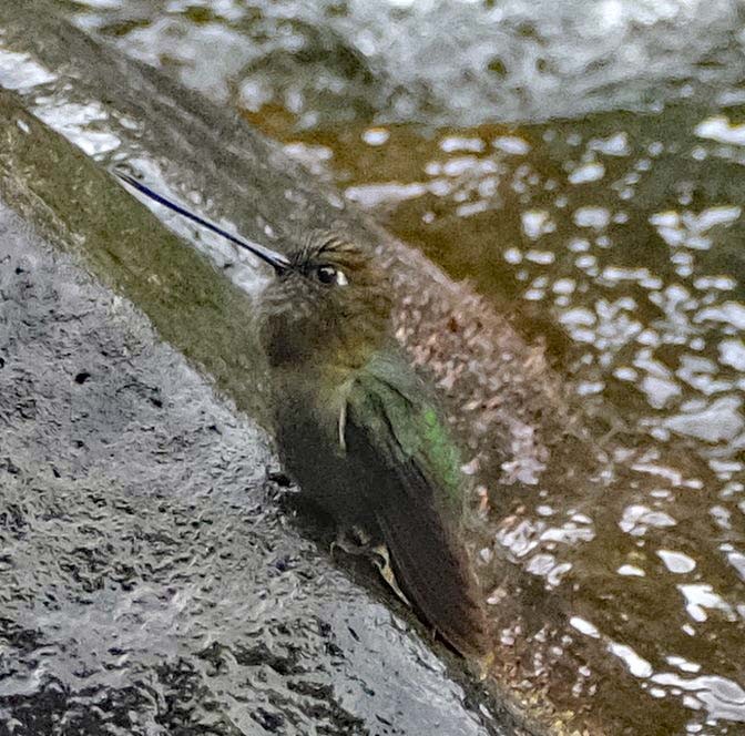 Green-fronted Lancebill - Lori Bellis