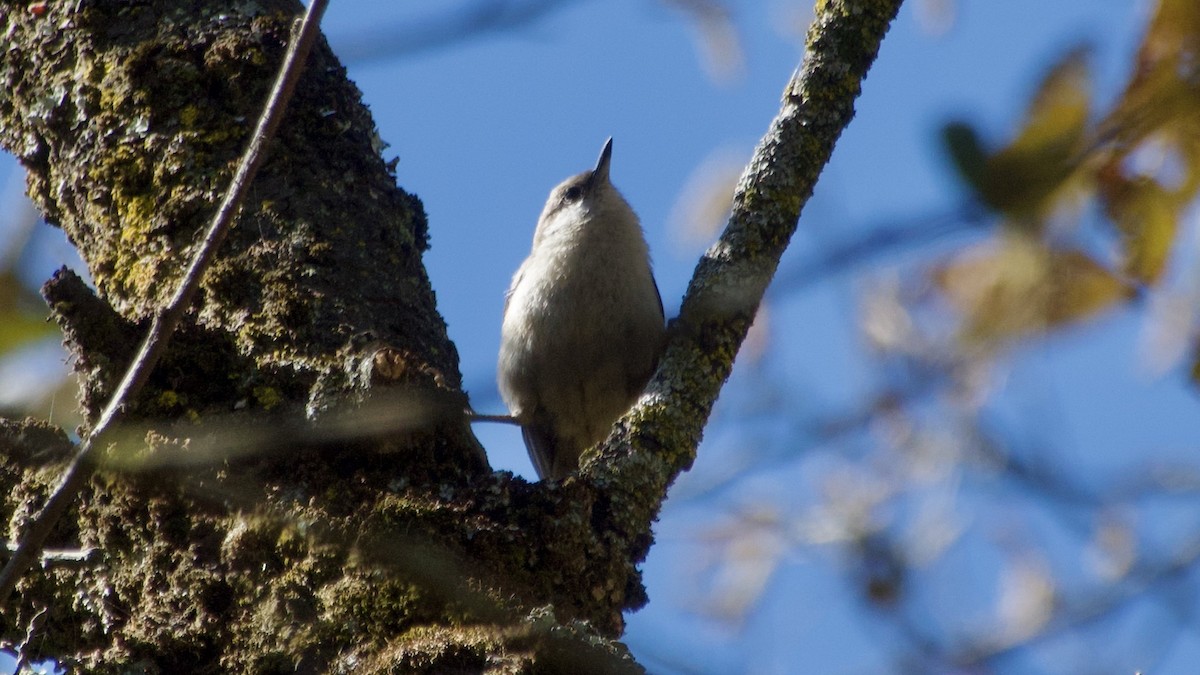 Pygmy Nuthatch - ML617825818