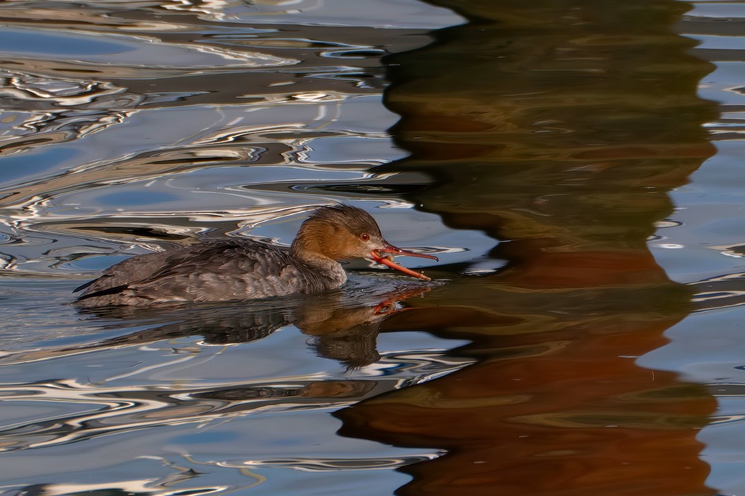 Red-breasted Merganser - ML617825821