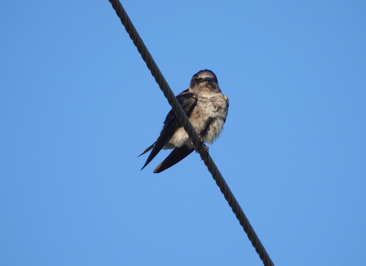 Purple Martin - ML617825841