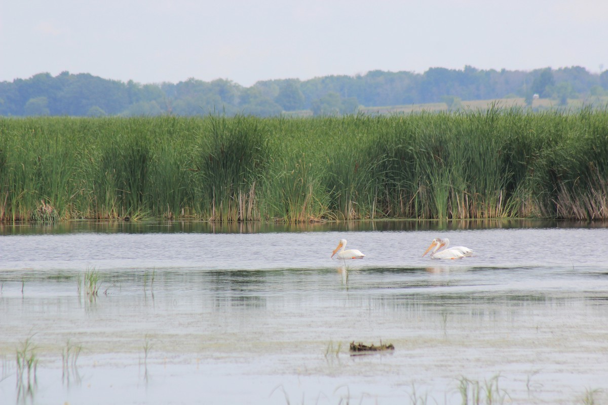 American White Pelican - Hillary Thompson