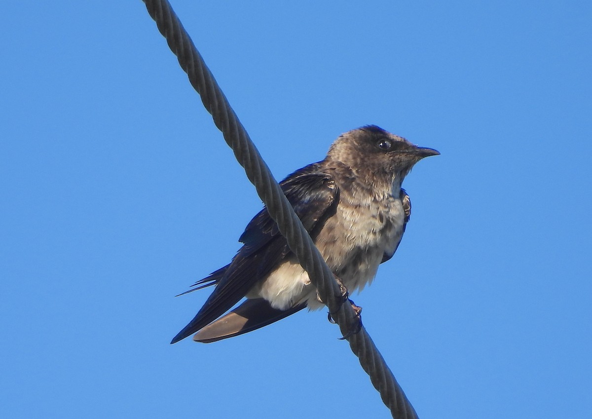 Purple Martin - ML617825848