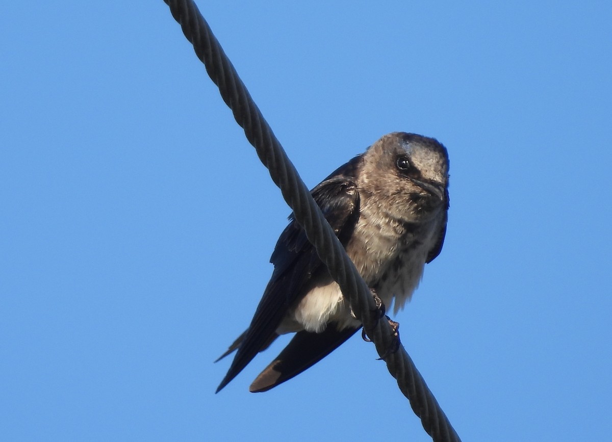 Purple Martin - ML617825857