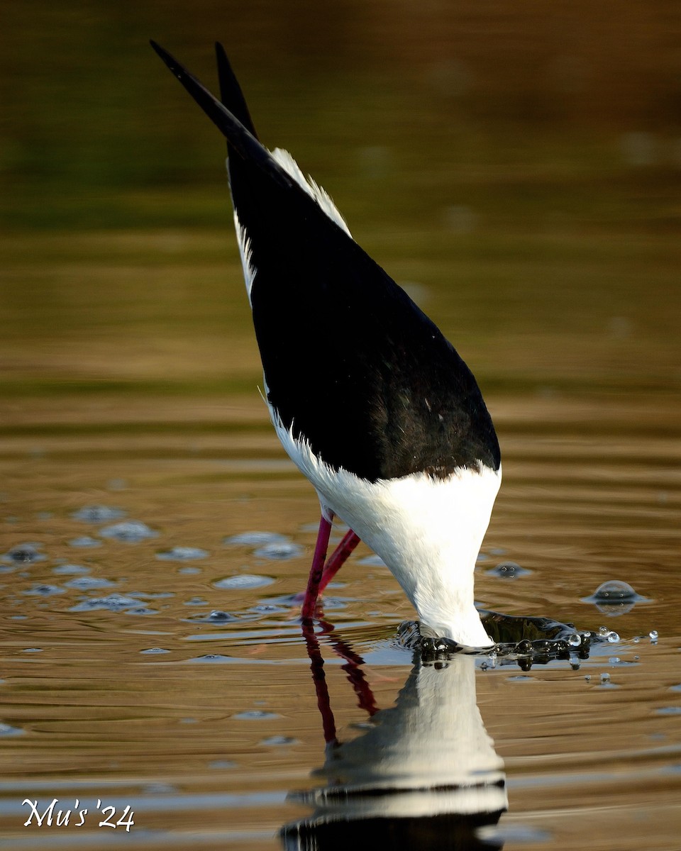 Black-winged Stilt - ML617825875