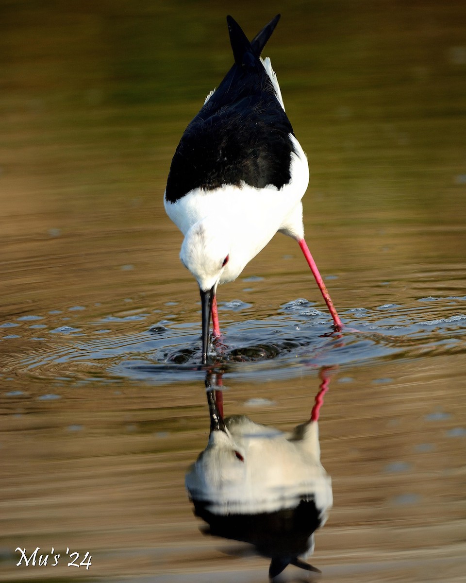 Black-winged Stilt - ML617825876