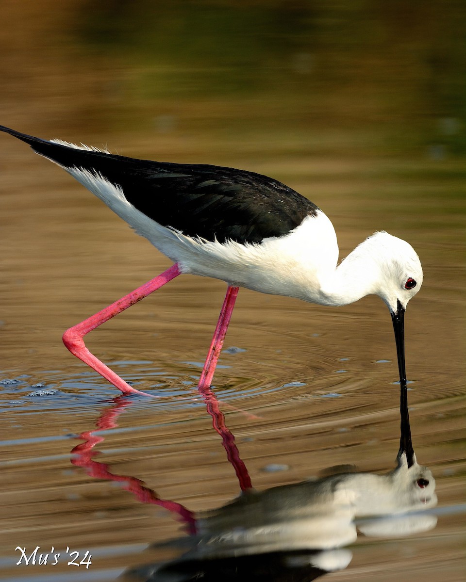 Black-winged Stilt - ML617825877