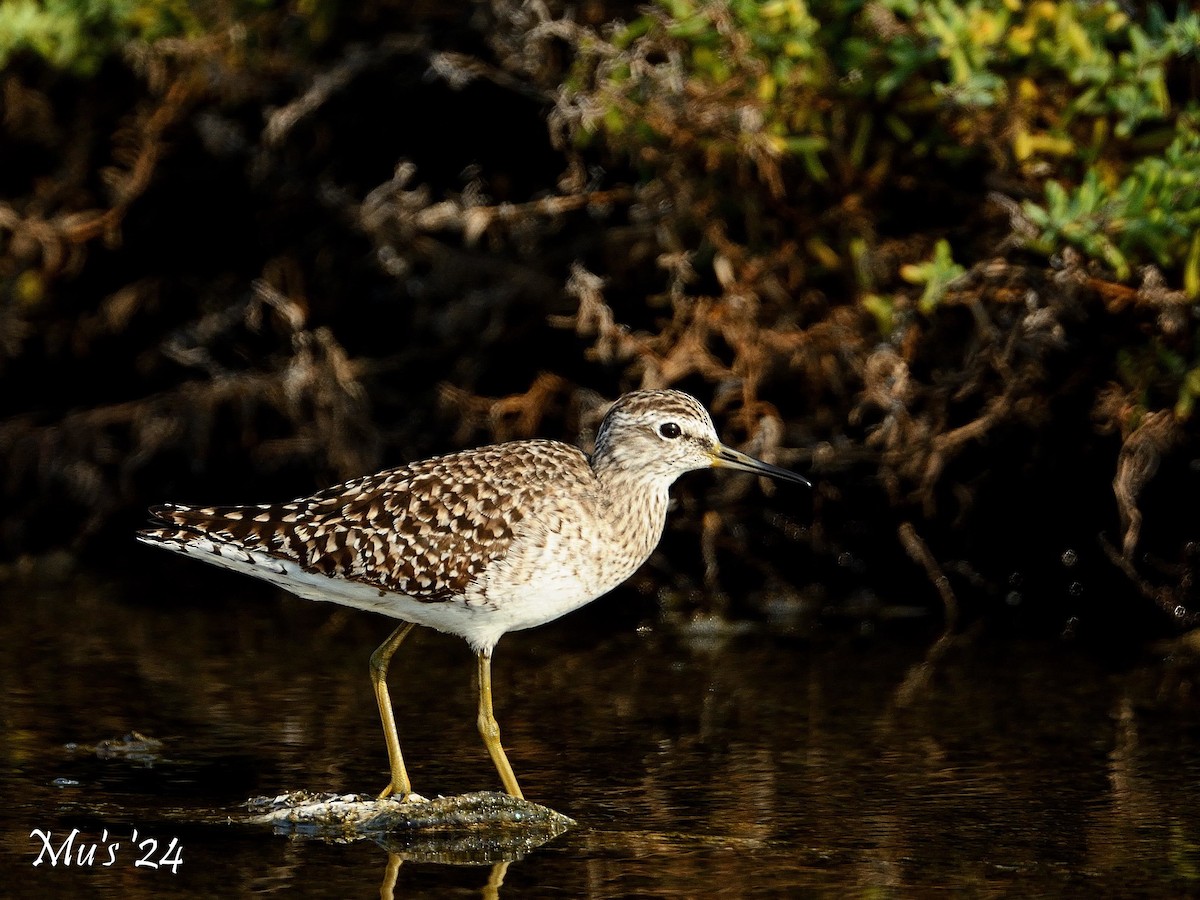 Wood Sandpiper - Murali Rajagopalan