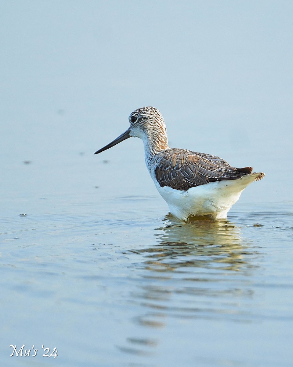 Common Greenshank - ML617825900