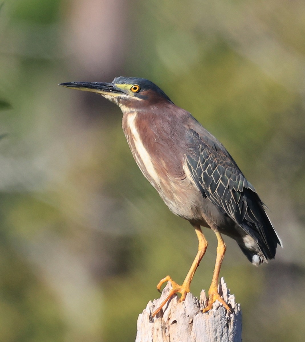Green Heron - ML617825919