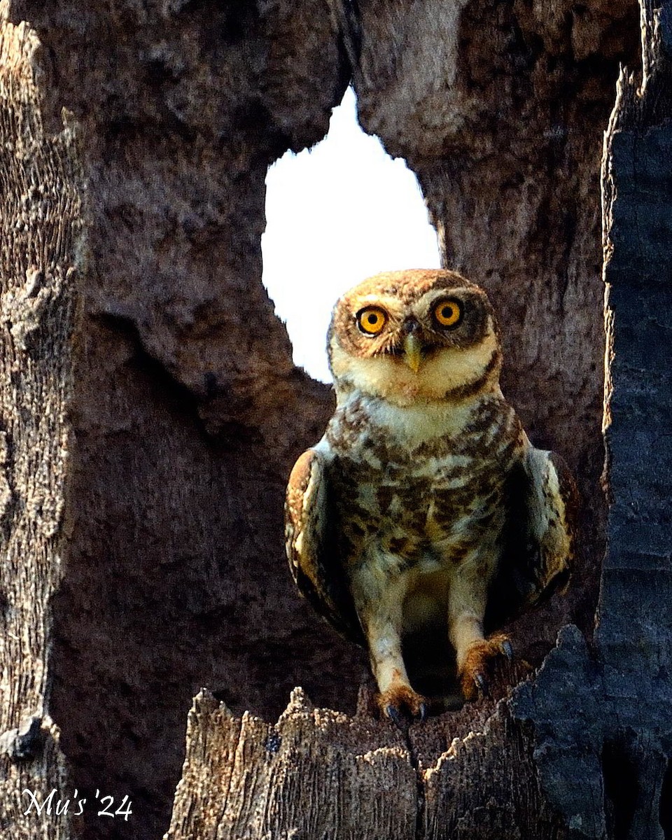 Spotted Owlet - ML617825923