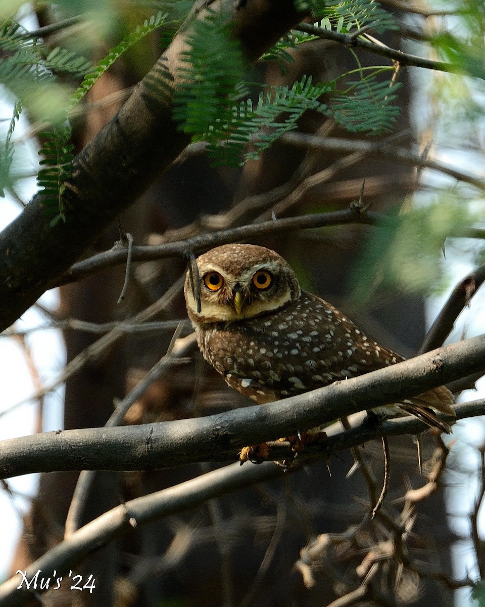 Spotted Owlet - ML617825924