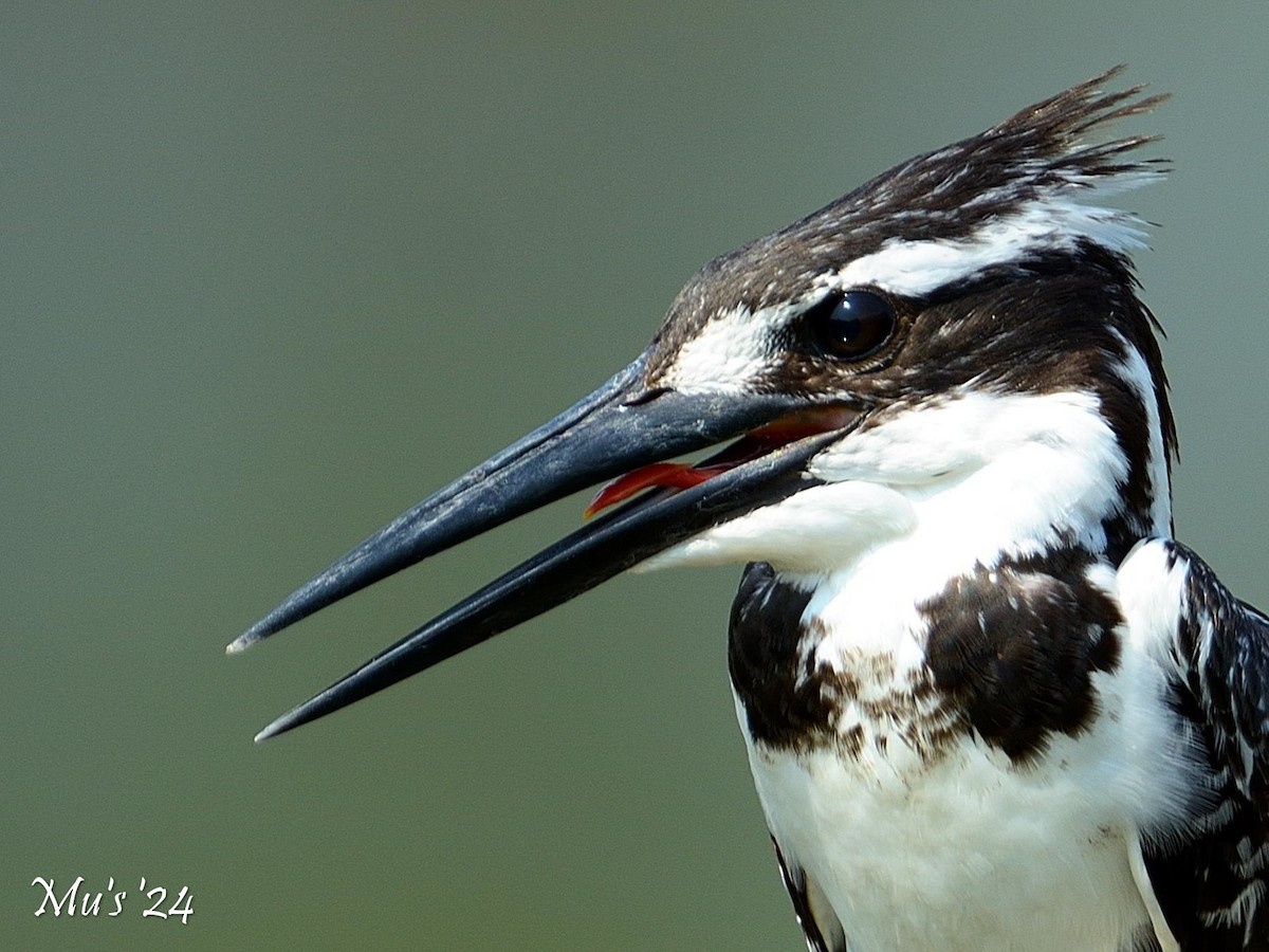 Pied Kingfisher - ML617825934