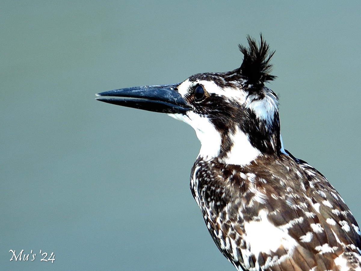 Pied Kingfisher - ML617825935