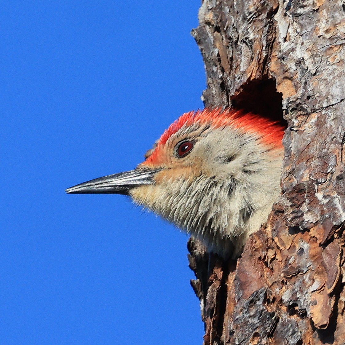 Red-bellied Woodpecker - ML617825939