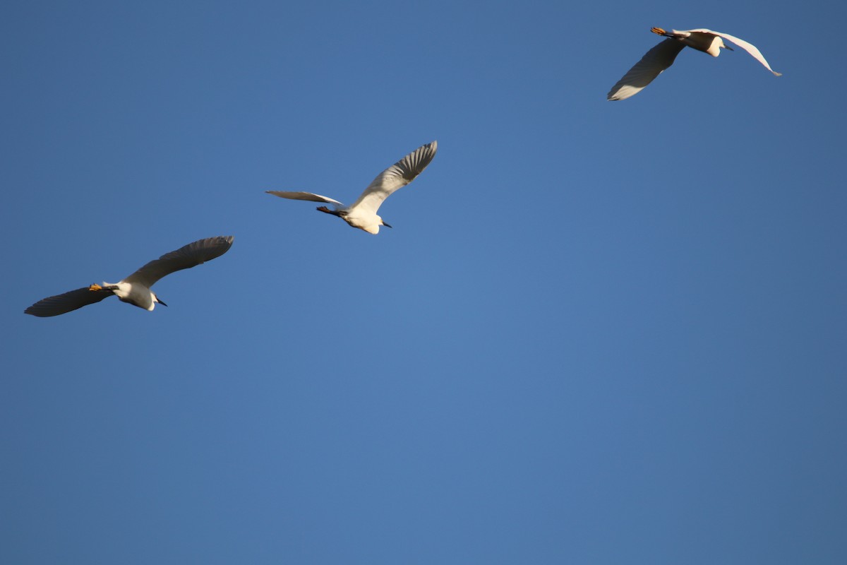 Snowy Egret - ML617825956