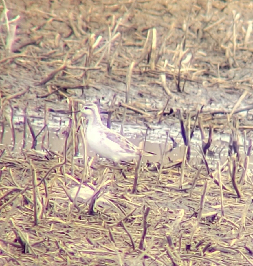 Wilson's Phalarope - ML617825979