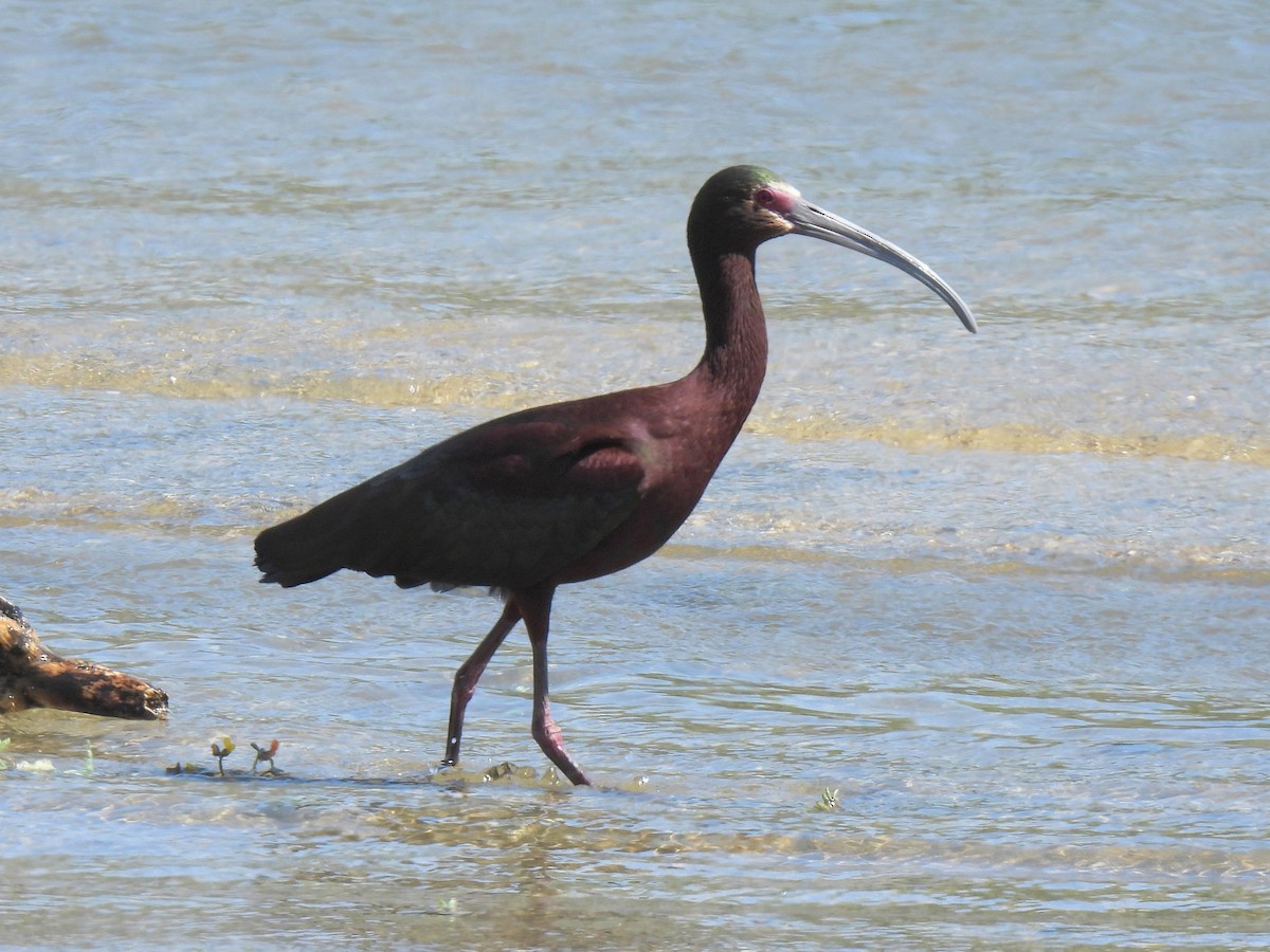 Ibis à face blanche - ML617826034