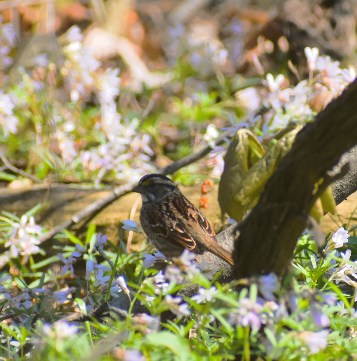 White-throated Sparrow - Jan Klooster