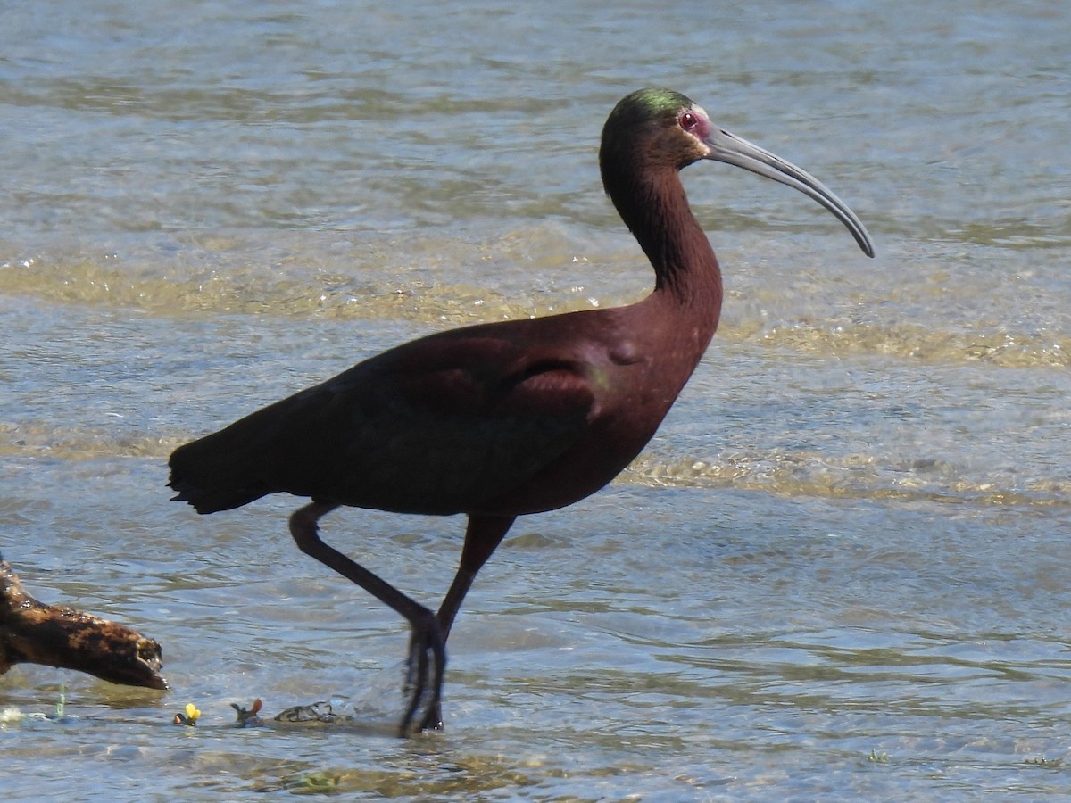 ibis americký - ML617826065