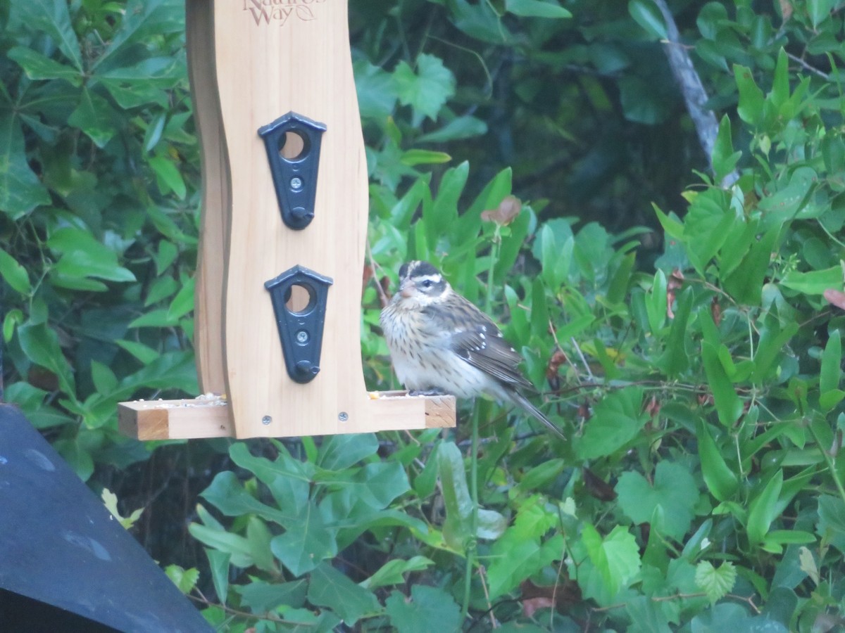 Rose-breasted Grosbeak - ML617826067