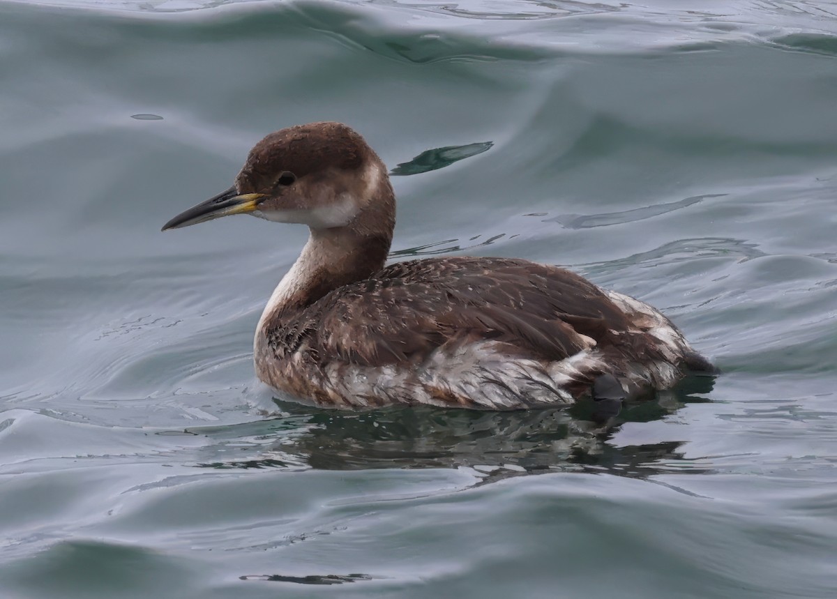 Red-necked Grebe - ML617826109