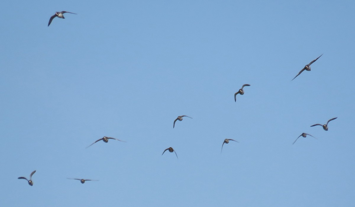 Semipalmated Plover - ML617826122