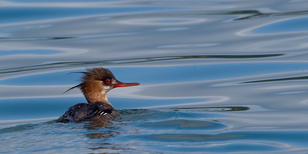 Red-breasted Merganser - ML617826134