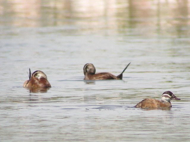 White-headed Duck - ML617826156