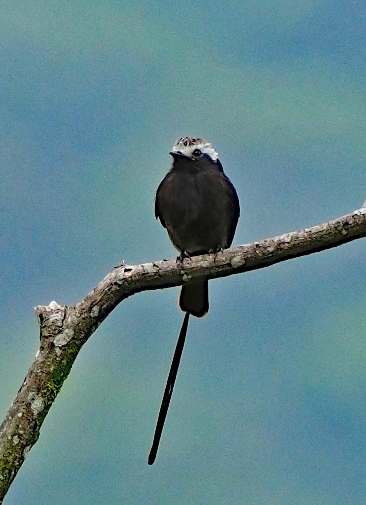 Long-tailed Tyrant - Lori Bellis