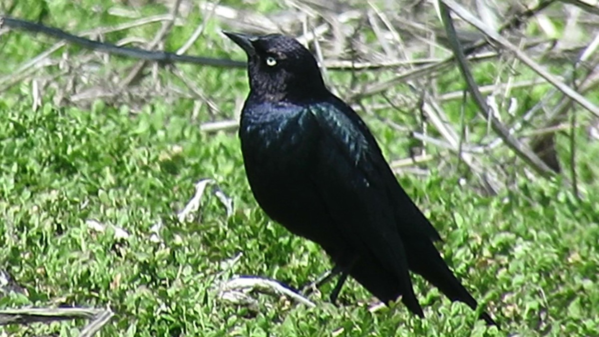 Brewer's Blackbird - Don  Kubischta