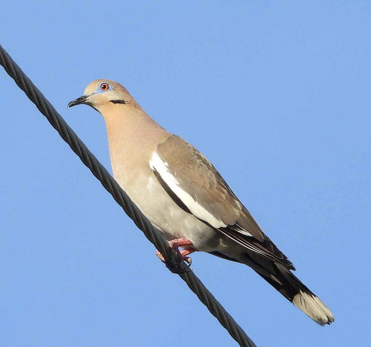 Tourterelle à ailes blanches - ML617826171