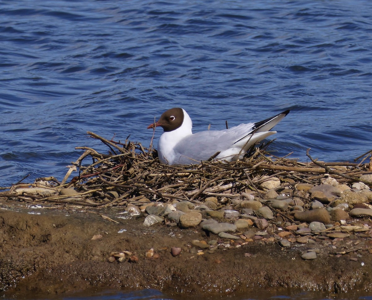 Black-headed Gull - James Rawson