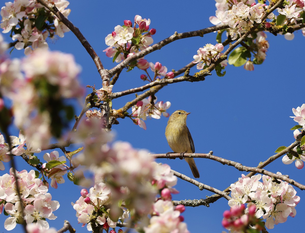 Common Chiffchaff - ML617826182