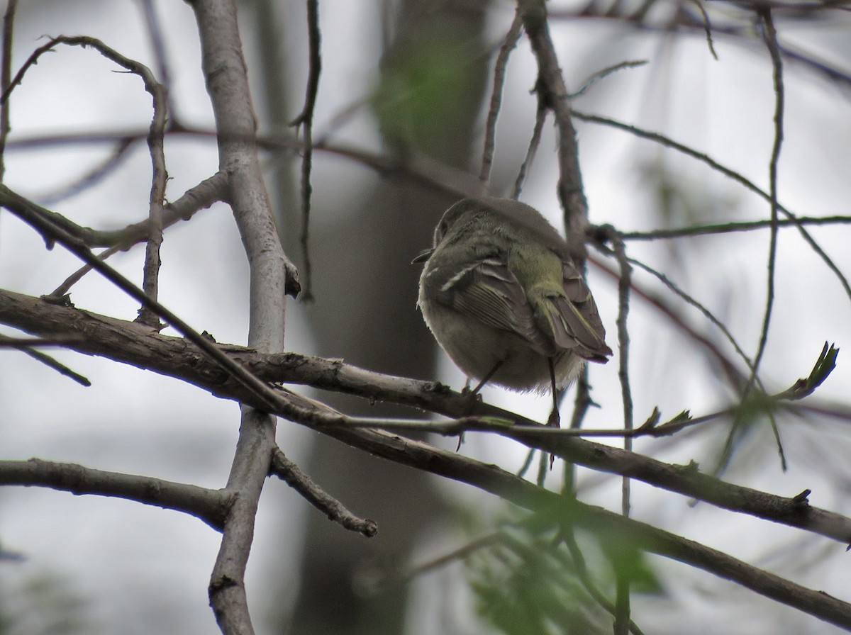 Ruby-crowned Kinglet - ML617826183