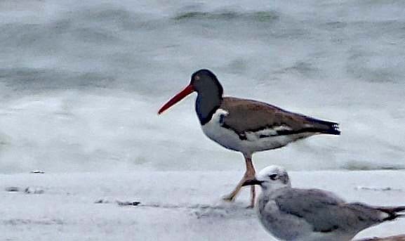 American Oystercatcher - ML617826220