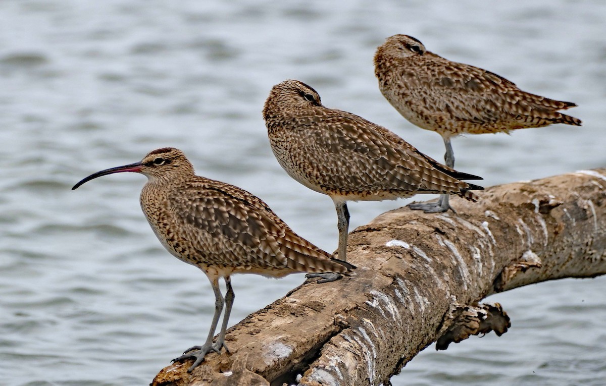 Regenbrachvogel - ML617826240