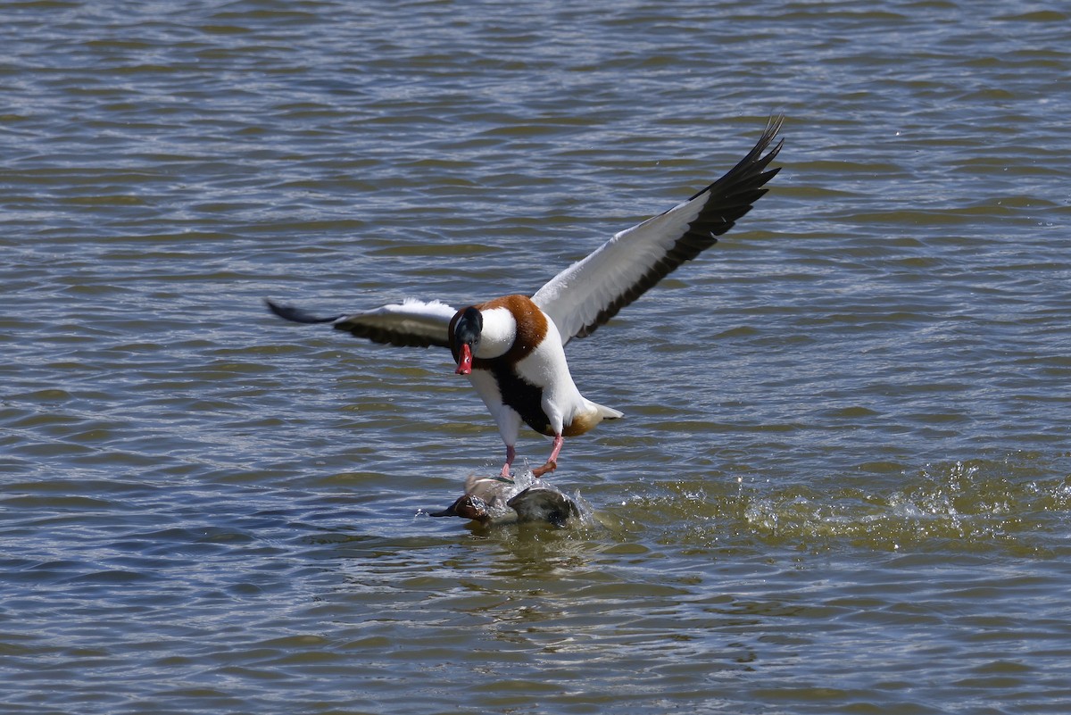 Common Shelduck - ML617826253