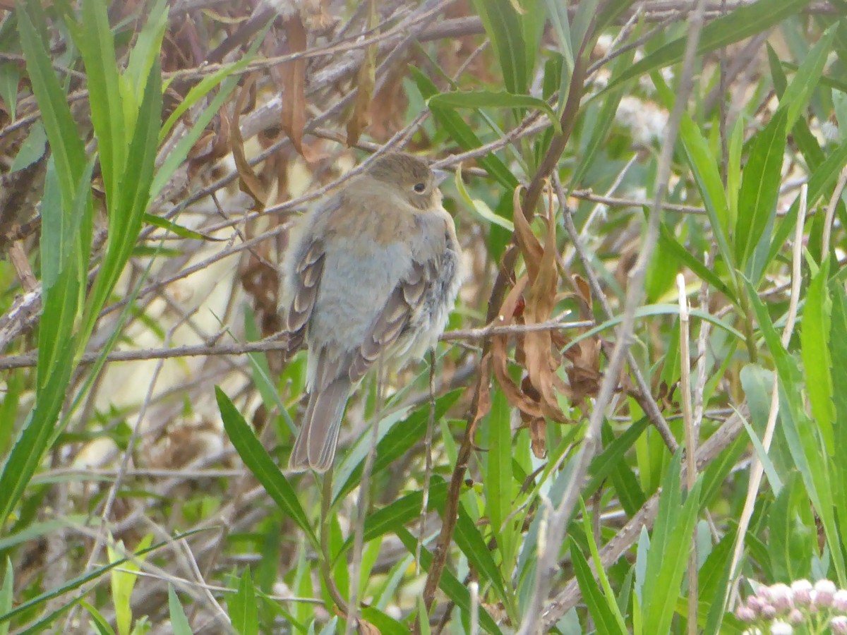 Lazuli Bunting - ML617826337