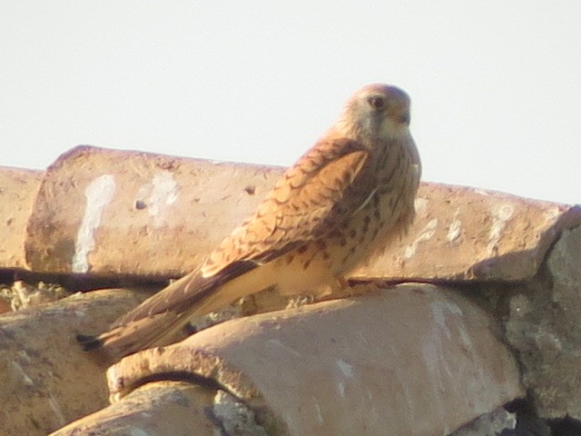 Lesser Kestrel - ML617826338