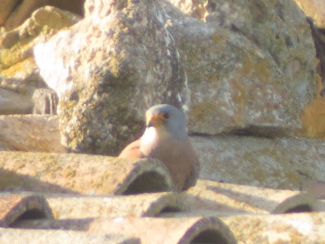 Lesser Kestrel - ML617826339