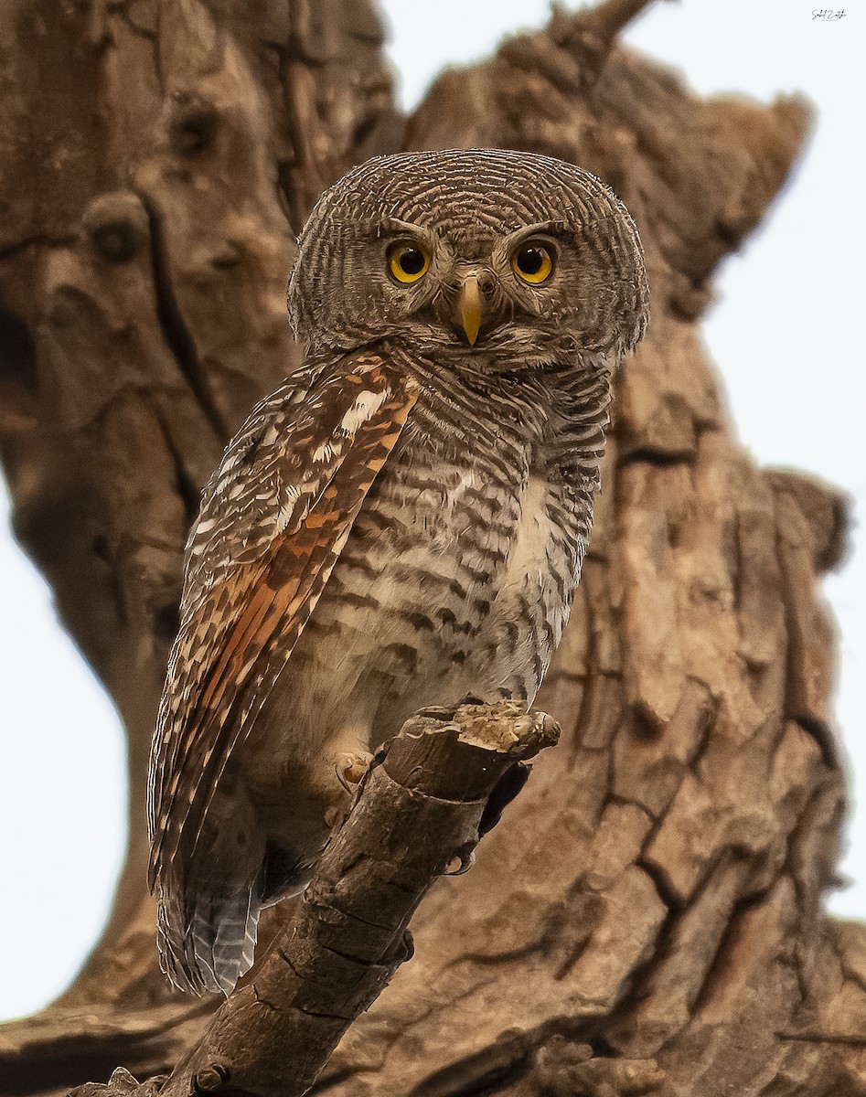 Jungle Owlet - ML617826361
