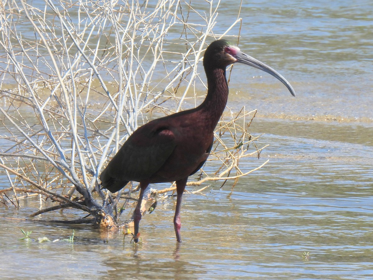 ibis americký - ML617826376